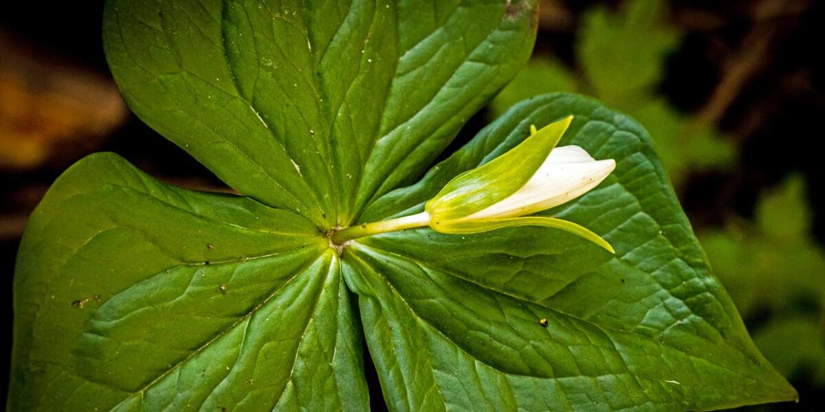 BTB ElstonTrillium031820
