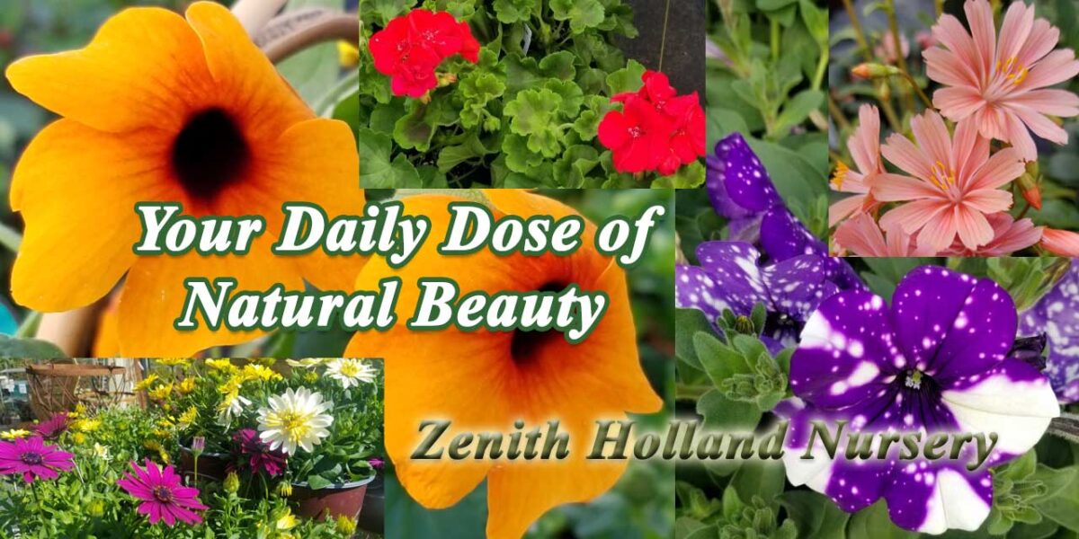 Zenith DailyDoseHeader1