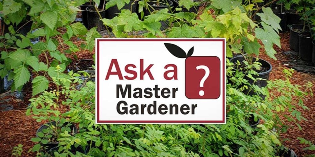 MASTER GARDENER: The Lessons of Patience