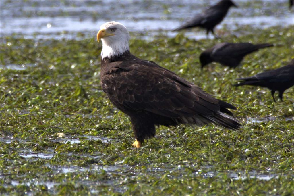 B-Town Birds: Meet the Bald Eagle 1