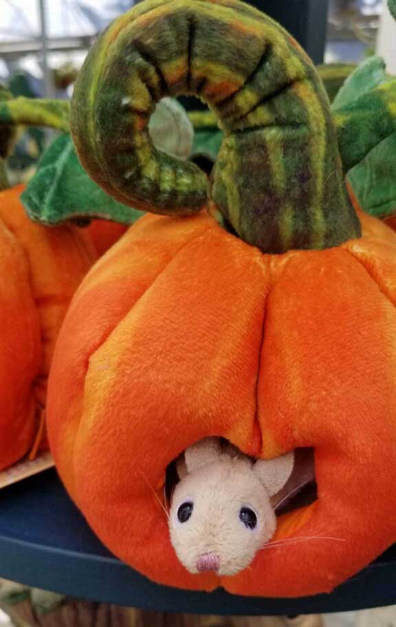 Closeup fabric pumpkin 1