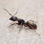 Carpenter Ant Profile