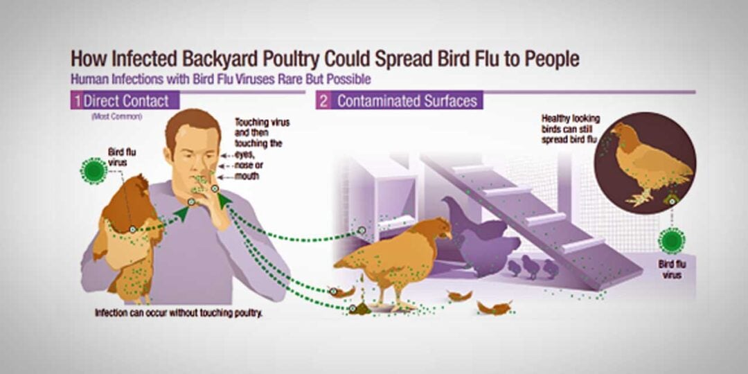 Avian flu is in the region, and here's how to report sick and dead ...