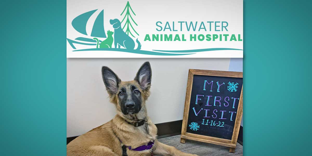 We treat your pet like family' at new Saltwater Animal Hospital in Des  Moines - The B-Town (Burien) Blog