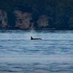 Pod of Orca whales sighted off Burien's Three Tree Point Tuesday night