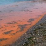 PHOTOS: Here's why the waters off Burien were reddish/orange and 'stunk really bad' this week