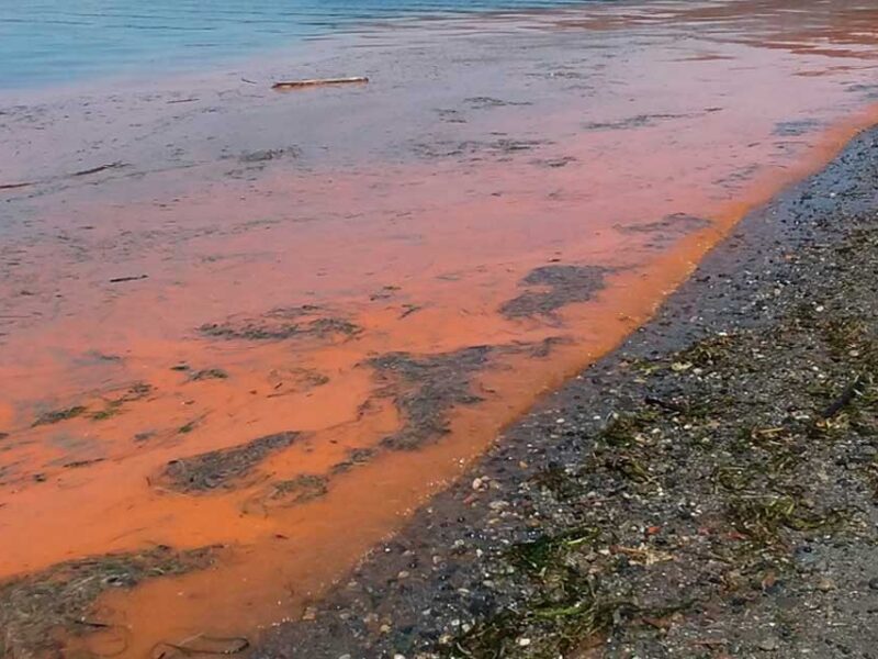 PHOTOS: Here’s why the waters off Burien was reddish/orange and ‘stunk really bad’ this week