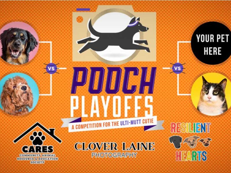 Who’s got the cutest pet? ‘Pooch Playoffs’ starts Sunday, June 4