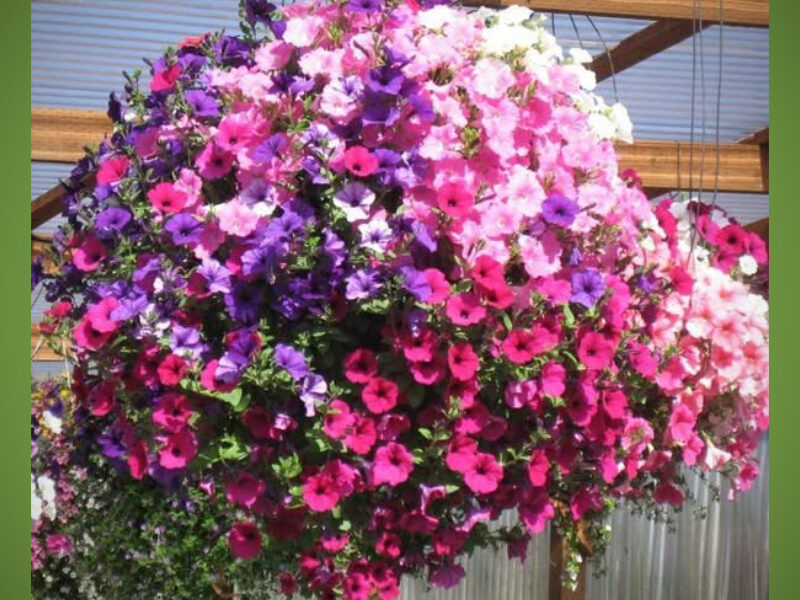 Help beautify B-Town – Discover Burien seeking sponsors for downtown hanging flower baskets