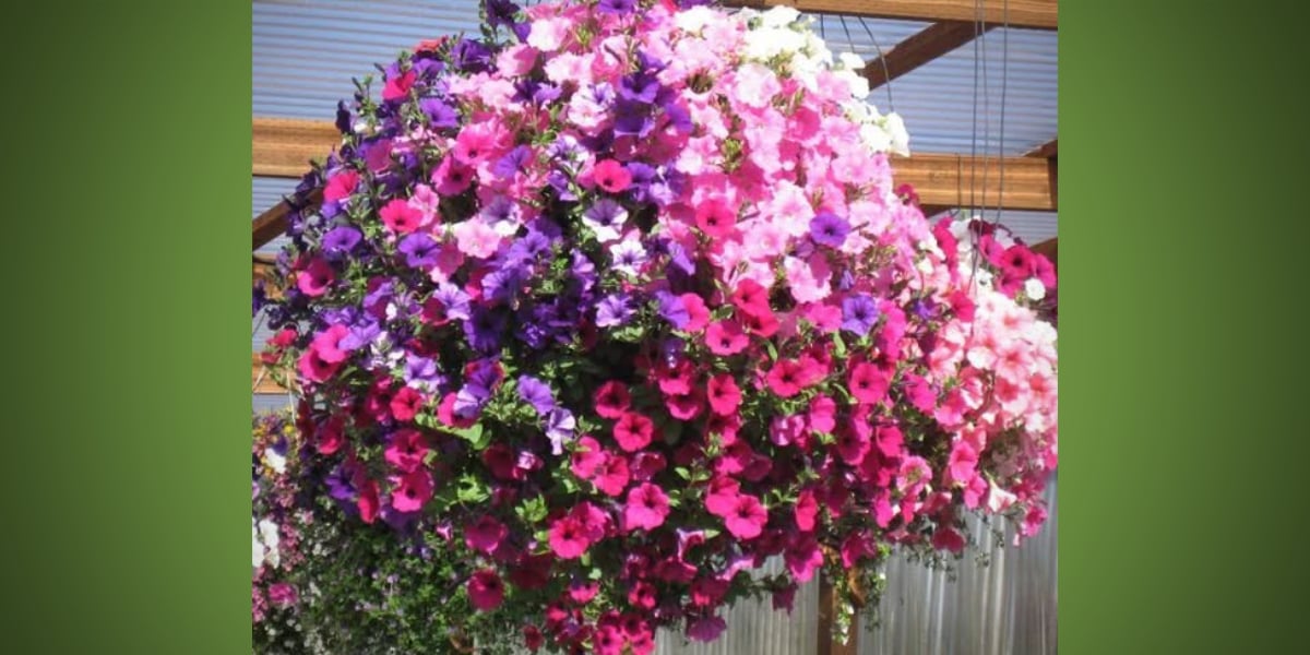 BTB DBHangingBasket26