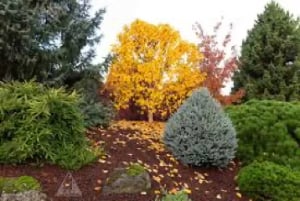 Cinnamon Curls’ Dwarf Korean Birch Tree