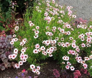 Nova Opal’ Thread Leaf Tickseed