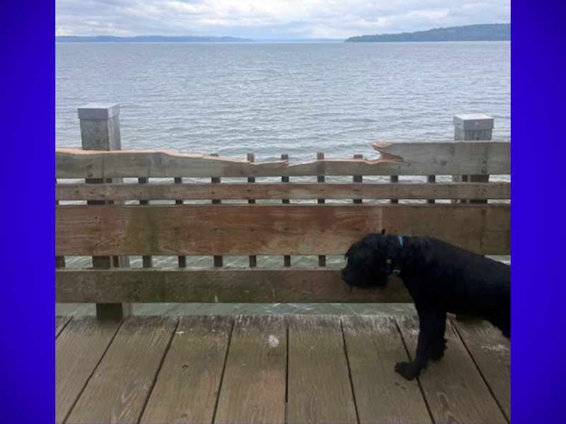 Vandals damage Marine View Park signs in Normandy Park