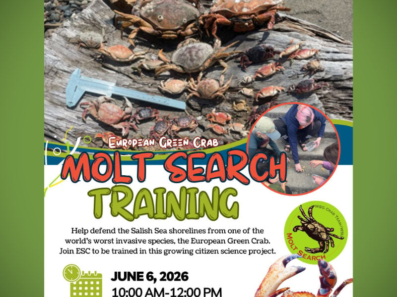 Seahurst Beach event on Saturday, June 6 will train volunteers to spot invasive European green crabs