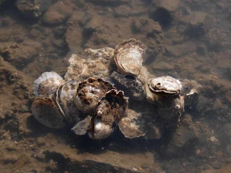 Let’s restore native oysters to Burien and Des Moines waters