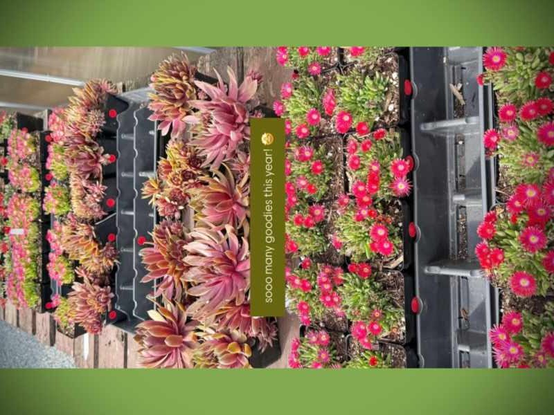 Highline SeaTac Botanical Garden’s annual Plant Sale is Saturday, May 30