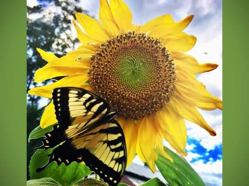 SKM MasterGardenerSunflowerPollinator