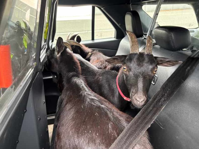 Baaa-ck home again: Troopers return goats found on SR 518 near Sea-Tac Airport