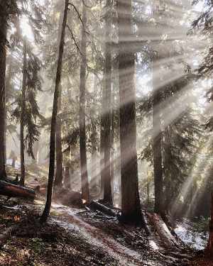 MG PNW Douglas Fir Tree 300