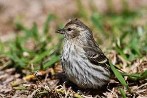 MG Pine Siskin by Brian Forsyth 300