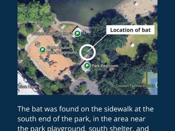 Rabid bat found at Gene Coulon Park in Renton, Public Health says