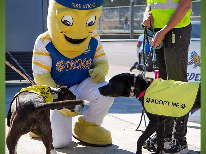 PHOTOS: DubSea Fish Sticks baseball game goes to the dogs…from Burien CARES that is