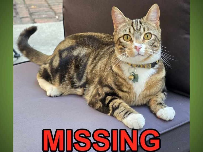 BTB MissingCatTaterTot083126