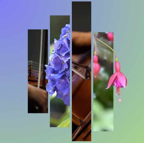 Strings in Garden 2026 500