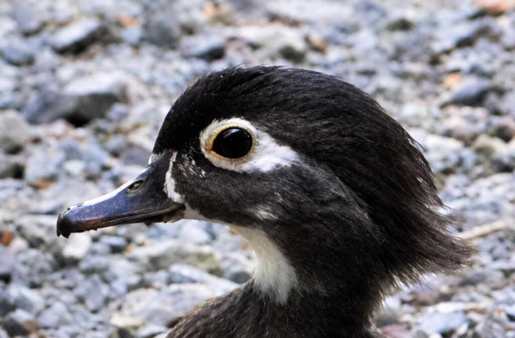 MikeOKelleyDuckCU103026 1080