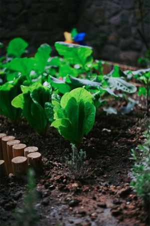 pexels daka soil 4 300